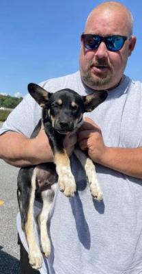 Fox Terrier rat terrier mx picture 3