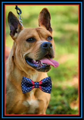 French Mastiff and Cane Corso Mastiff picture 1