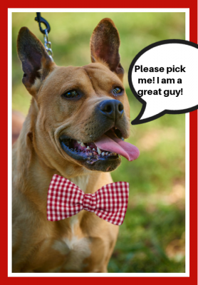French Mastiff and Cane Corso Mastiff picture 1