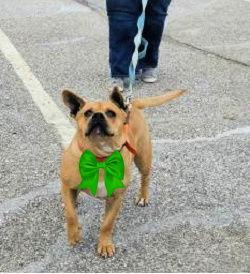 Boerborel , French mastiff picture 3