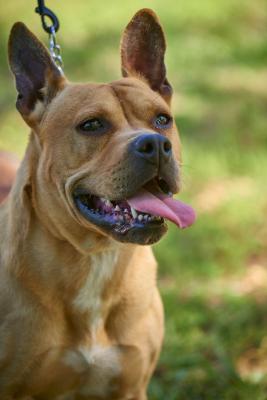 Boerborel , French mastiff picture 4