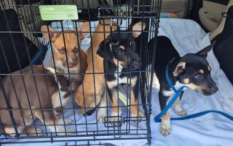 Chiweenie picture 3