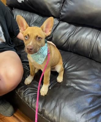 Chiweenie pup  Male picture 1