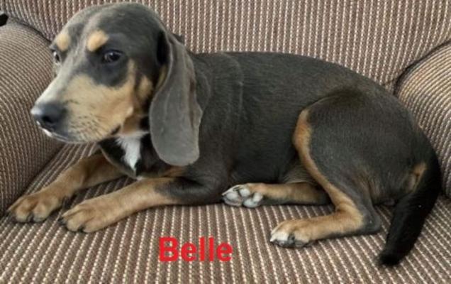 Belle picture 2