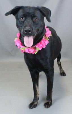 Hannah is for Lab lovers !!! picture 2