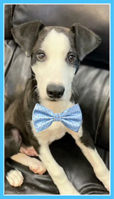 Border Collie , lab pup picture 1