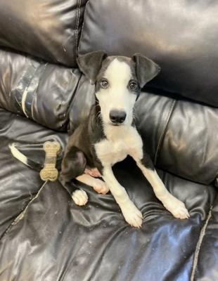 Border Collie , lab pup picture 2