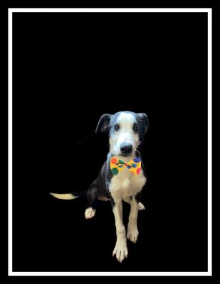 Border Collie , lab pup picture 1