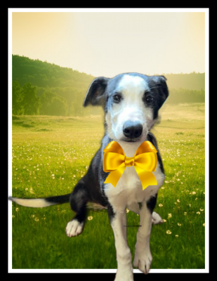 Border Collie , lab pup picture 2