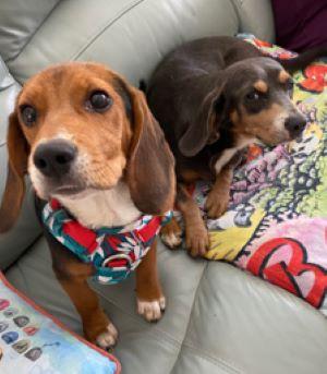 Small Dogs,Small Dogs picture 1