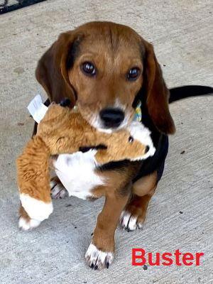 Small Dogs,Small Dogs picture 2