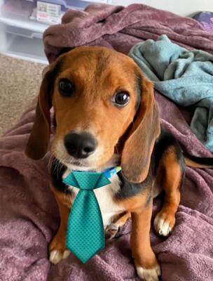 Beagle, Beagle picture 1