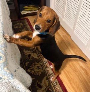 Beagle, Beagle picture 3
