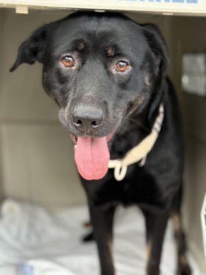 Black lab female and two border collie lab mixes F picture 1