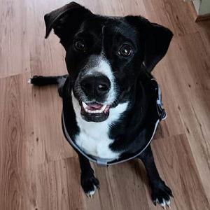 Black lab female and two border collie lab mixes F picture 2
