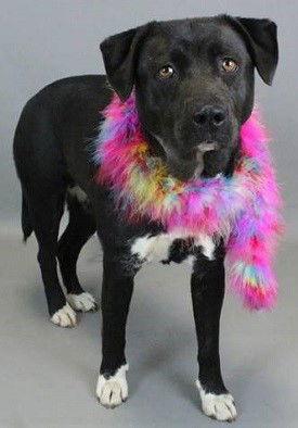 Black lab female and two border collie lab mixes F picture 3