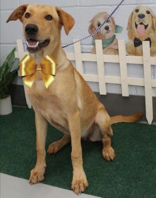 YELLOW LAB MIX picture 1