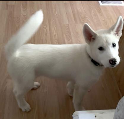 Toto picture 2
