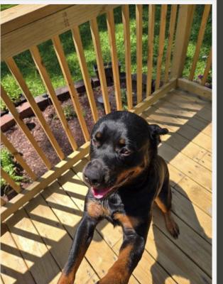 Rottweiler  , Rottweiler picture 1