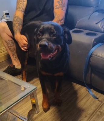 Rottweiler  , Rottweiler picture 2