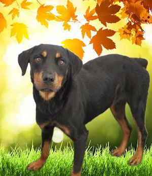 Rottweiler  , Rottweiler picture 1