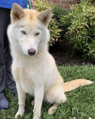 Siberian Husky picture 1