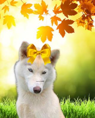 Siberian Husky picture 1