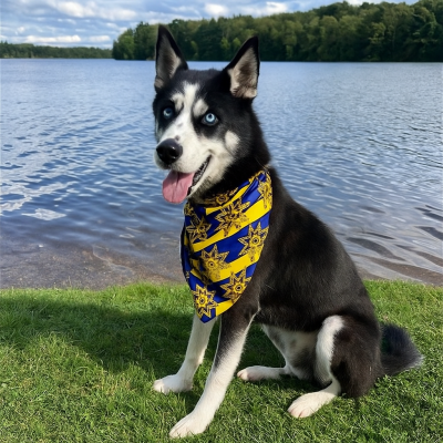 Siberian Husky picture 1