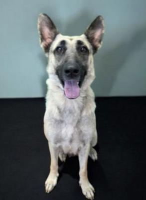 Shepherd,Shepherd picture 1