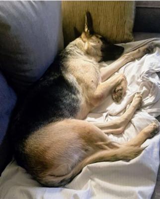 Shepherd,Shepherd picture 3