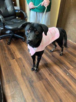 Black lab female picture 2