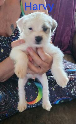 Havanese, Havenese picture 2