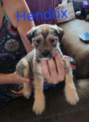 Havanese, Havenese picture 3