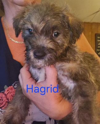 Havanese, Havenese picture 4