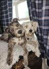 Havanese terrier mx pup picture 3