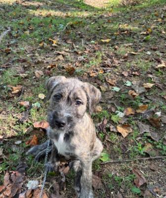 Havanese terrier mx pup picture 2