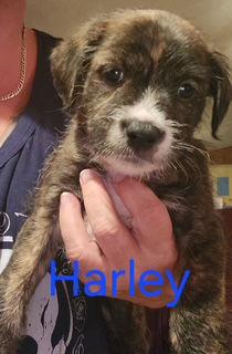 Harley picture 1