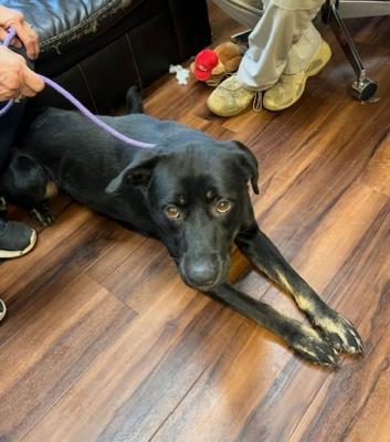 Black lab, black lab picture 1