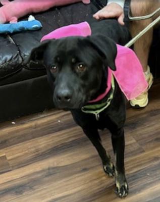 Black lab, black lab picture 2