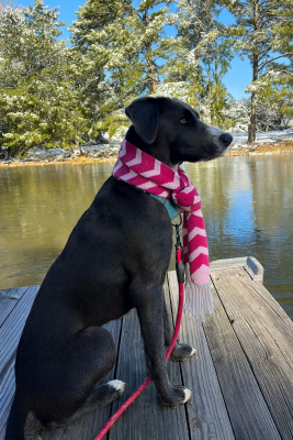 Black lab, black lab picture 2