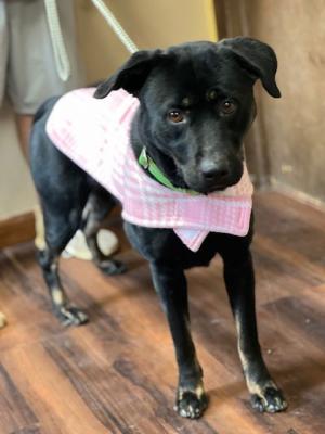 Black lab, black lab picture 3
