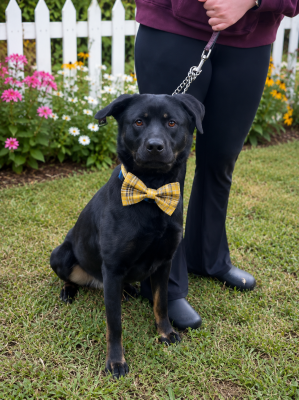Female Black lab, black lab picture 3