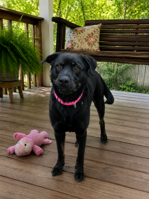 Female Black lab, black lab picture 1