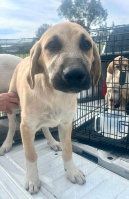 Harvey picture 1
