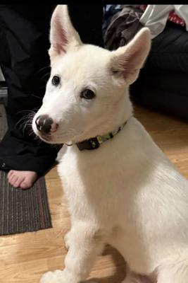 White German Shepherd picture 1