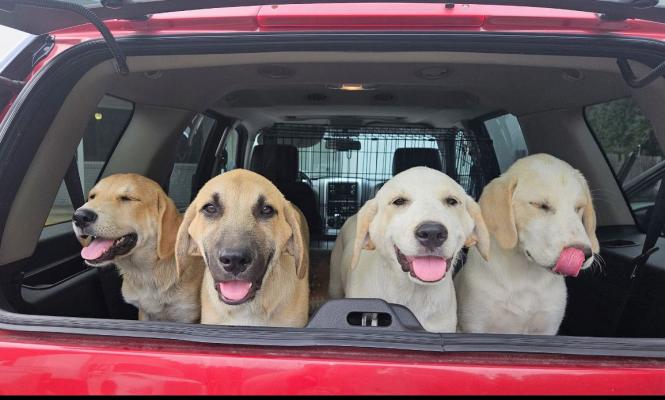 LAB MIX PUPPIES picture 1