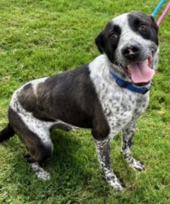 Blue heeler, Blue heeler picture 2