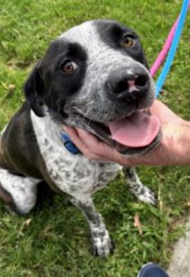 Blue heeler, Blue heeler picture 3