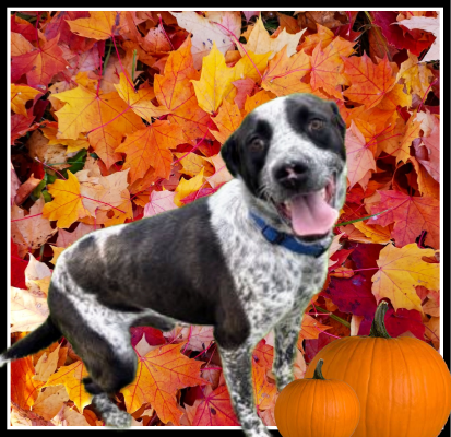 Blue heeler, Blue heeler picture 1
