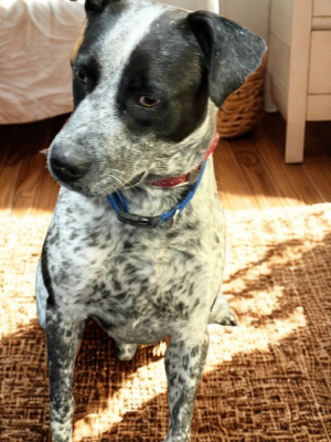 Blue heeler, Blue heeler picture 4